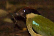 Noisy Pitta (Pitta versicolor)